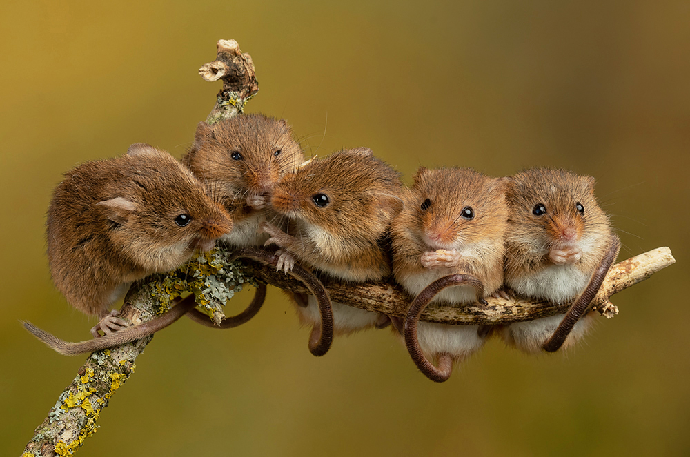 Indoor Harvest Mouse Photography Workshop