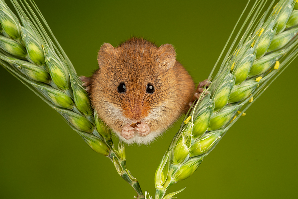 Indoor Harvest Mouse Photography Workshop