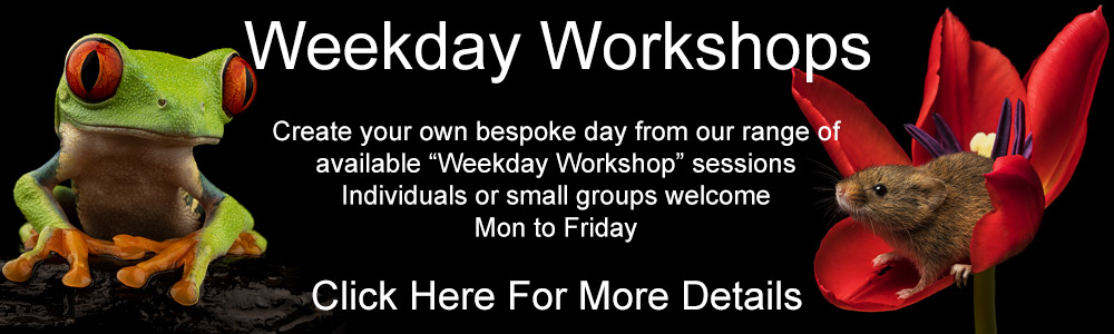 Click Here To See Our Weekday Photography Workshops 