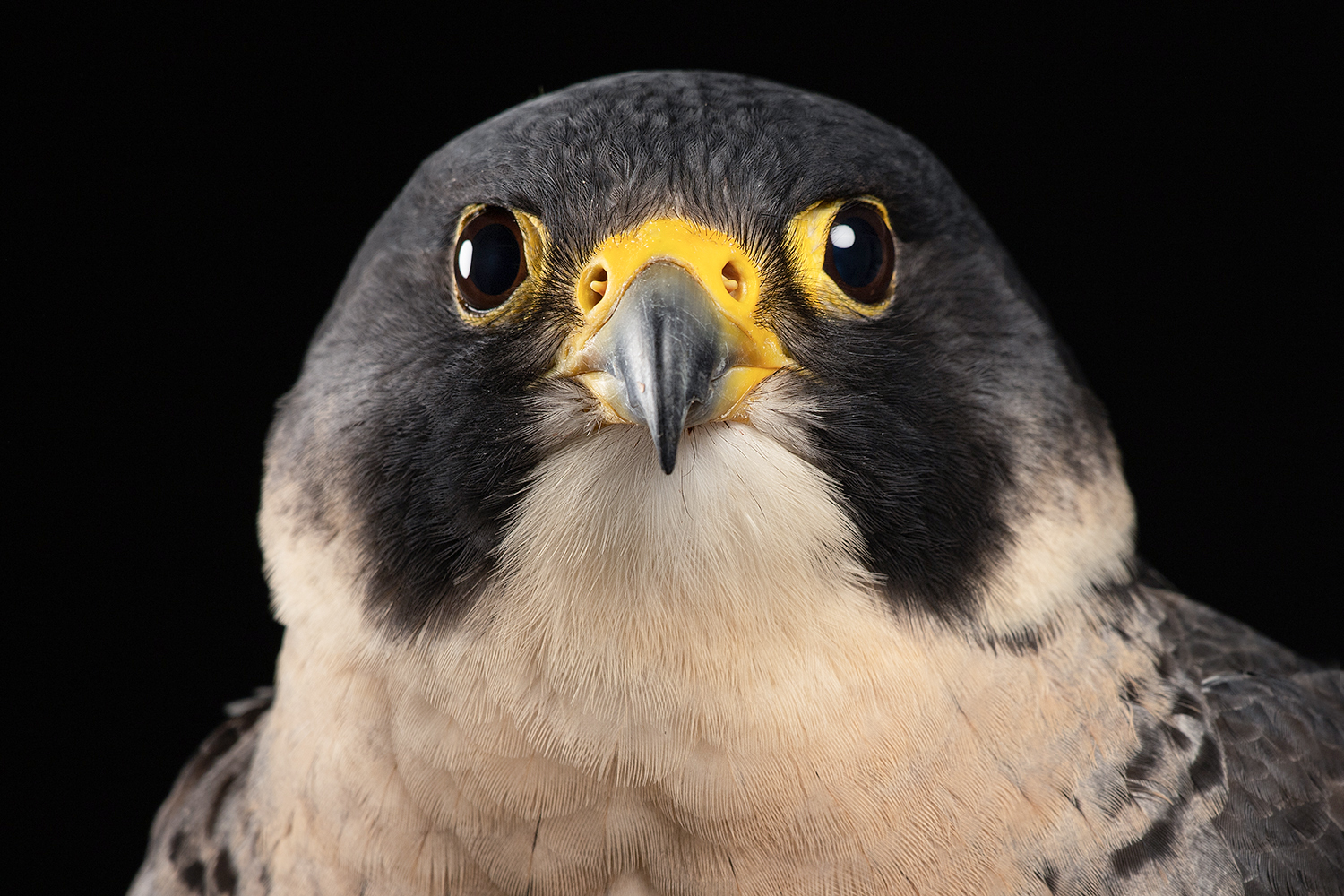 Peregrine Falcon