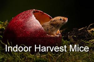 Indoor Harvest Mouse Photography Workshop