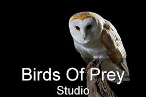 Indoor Birds Of Prey Studio Workshop