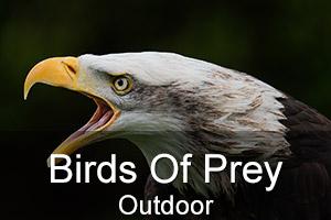 Outdoor Birds Of Prey Photo Workshop