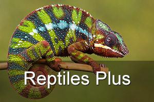 Indoor Reptiles Plus Photography Workshop
