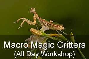 Macro Magic Critters All Day Photography Workshop